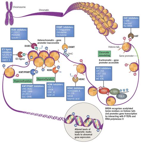 An Emerging Cancer Target and Epigenetic .